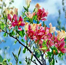 Image result for Bauhinia monandra