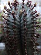 Image result for Euphorbia halipedicola