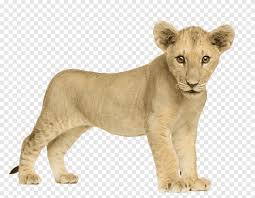 Brown Cub Baby Lion Front Animals Lions Png Pngegg See more ideas about lion silhouette, silhouette tattoos, lion. brown cub baby lion front animals