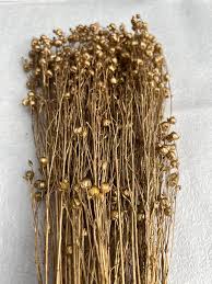 Image result for Secamone retusa