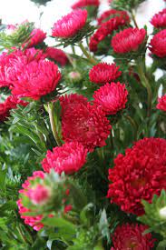 Pin By Titina Montecinos On Tattoo Ideas Amazing Flowers Aster Flower Pretty Flowers