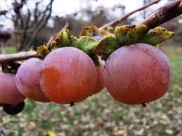 Image result for Diospyros