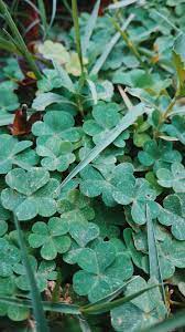 pin by هبة بندق on صور خلفيات plant leaves plants herbs