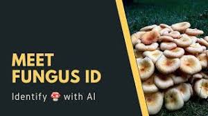 There are several million mushroom species. We Developed A Free App To Help You Identify Mushrooms Just Upload Your Photos Youtube
