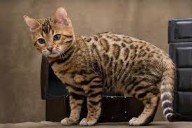 Kucing bengal (kucing blacan) adalah kucing yang aktif dan senang bermain. Jenis Kucing Peliharaan Lengkap Dengan Deskripsi Dan Gambar
