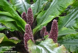 Image result for Palisota