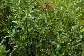 Image result for Euclea schimperi