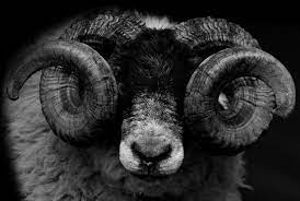 Ram Head Black And White Sheep Photograph By Sanjeev Hirudayaraj National Geographic Your Shot Animals Animals Beautiful Loris Animal