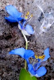 Image result for Commelina diffusa
