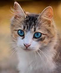 Tuto maquillage discret yeux marrons. Tabby Wikipedia