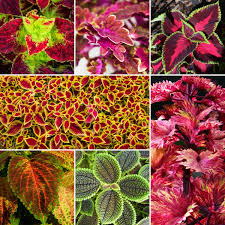 Image result for Coleus calycinus