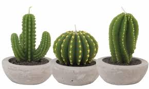 West elm and their crocheted cactus. Looking Sharp How The Cactus Became The World S Most Wanted Plant Homes The Guardian