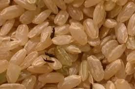 Why Do Some Rice Grains Have A Tiny Black Spot On Them Quora