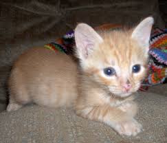 Do you have room in your heart to adopt a cat? Bay Area Cat Kitten Puppies And Dog Rescue Furever Animal Rescue