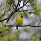 2026 Icelandic State Park Day Camp – Beginning Birders