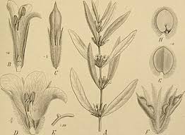 Image result for Mimulopsis