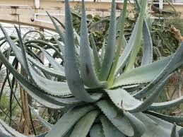Image result for Aloe littoralis