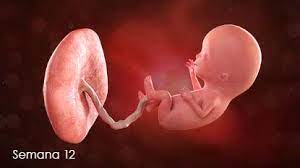 Semana 12 Para Padres Nemours Kidshealth