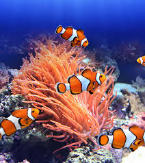 15 Fascinating Clownfish Facts And Information For Kids