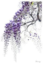 The Kimono Gallery Wisteria Tree Watercolor Flowers Bonsai Tree Tattoos