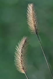 Image result for Setaria viridis