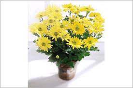 Mum poisoning in dogs is a serious disorder caused by the consumption of any plant from the chrysanthemum genus. Mum Aspca