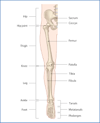 Body muscles with names 12 photos of the body muscles with names body muscles and names, body muscles and their names, body muscles parts name, human body muscles with names, muscular body parts name, human muscles, body muscles and names, body muscles and their names, body muscles parts name, human body. Introduction To The Lower Limb Basicmedical Key