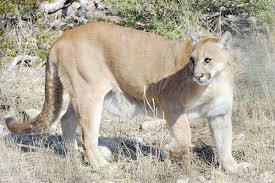 All of those dangers have cost mountain lions their lives in the southern california ranges in recent years. Mountain Lions Reportedly Seen In Area News Mysoutex Com