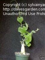 Image result for Kedrostis africana