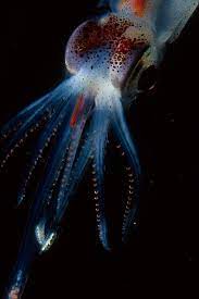 8 Beautiful Bioluminescent Creatures From The Sea Deep Sea Deep Sea Creatures Ocean Creatures