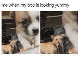 Sickeningly Sappy Relationship Memes Funny Animal Memes Animal Memes Funny Animals