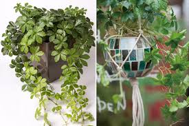 寄せ植えに使いやすいカラーリーフ28選 植木鉢で育てるときのポイントも 植木鉢ナビ
