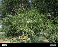 Image result for Boscia foetida
