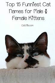 Looking For Some Of The Funniest Cat Names For Your New Kitten We Ve Got You Covered Check Out 15 Hilarious Names Fo Funny Cat Names Cat Names Cute Cat Names