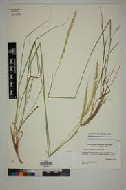 Image result for Trachypogon spicatus