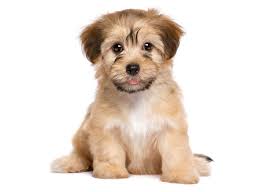 Our puppies are raised in our home among our family. Havanese Puppies For Sale In Florida From Vetted Breeders