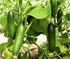 Image result for Cucumis sativus
