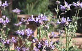 This sage wants full sun, and is drought tolerant when established. Native Plant Sage S Acre Organic Sustainable Natural Lifestyle