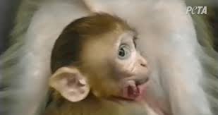 Nih Shut Down The National Primate Research Centers Peta