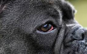 We would like to show you a description here but the site won't allow us. Glaucoma In Dogs I Love Veterinary