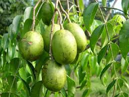 Pokok ciku atau pokok sawo merupakan tumbuhan yang menghasilkan buah yang boleh dimakan. Dr Kamarul Ariffin Nor Sadan On Twitter Bm Bi Ciku Sapodilla Jambu Air Wax Apple Sukun Breadfruit Kedondong Ambarella