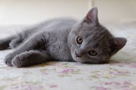 Résultat de recherche d'images pour "image"