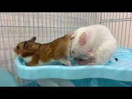 Hamster xnxx Mp4 3GP Video & Mp3 Download unlimited Videos Download -  Mxtube.name
