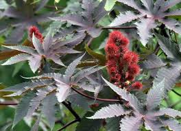 Check spelling or type a new query. 10 Pretty Plants You Didn T Know Were Poisonous Poisonous Plants Plants Poisonous To Dogs Plants That Repel Cats