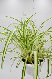 Image result for Chlorophytum comosum