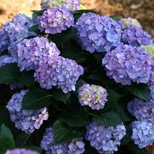New set of 2 lavender purple hydrangea cluster mini bush 6 x 6 home interiors. Let S Dance Blue Jangles Reblooming Hydrangea Hydrangea Macrophylla Proven Winners
