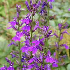 Image result for Lobelia fervens