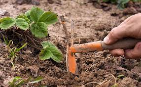 Depending on how large you want your container garden to be, gathering all the necessary tools and materials can be a bit of an investment, but moving forward container gardening can help you can hundreds of dollars on fresh herbs, flowers, and produce that you now are capable of growing. 15 Must Have Plant Gardening Tools