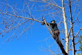 Homeguide » co » denver » tree services. How Much Will Tree Trimming Services Cost You A Touch Of Class Tree Service