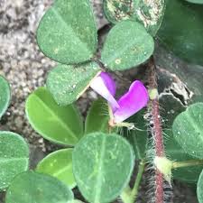 Image result for Grona triflora